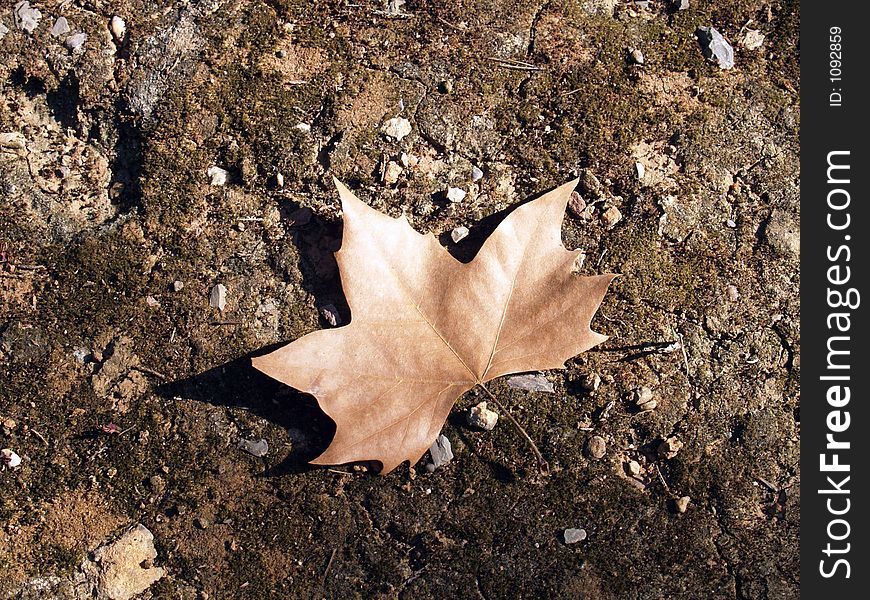 Leaf on the ground