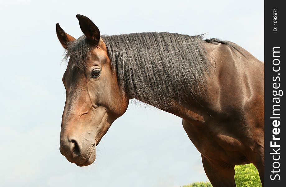 A bay Orlov trotter against blue sky. A bay Orlov trotter against blue sky