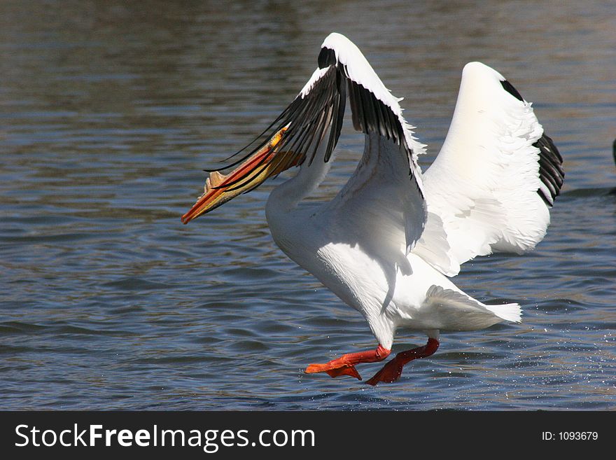 White Pelican landing for lunch.