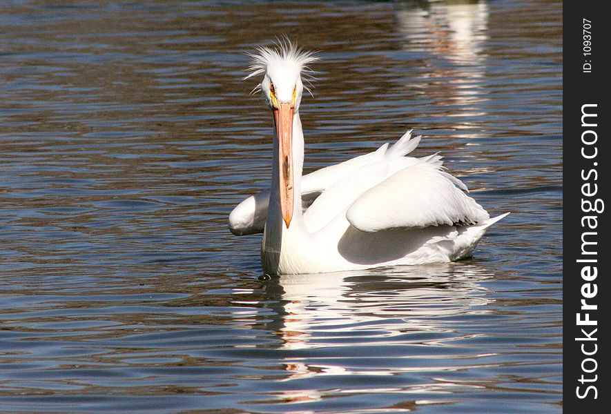 White Pelican in Hesperia Pond. White Pelican in Hesperia Pond
