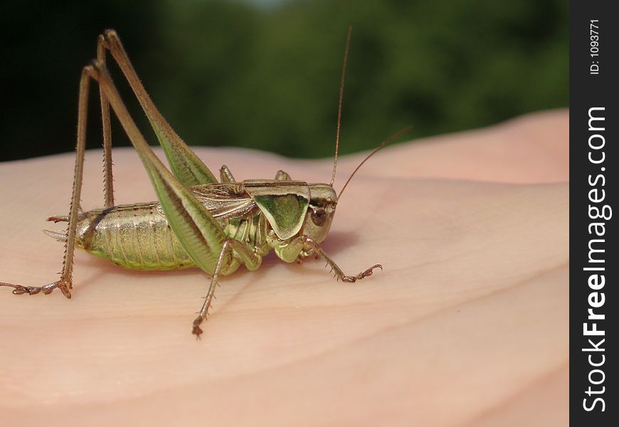 Grasshopper on hand