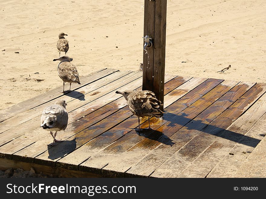 Seagulls taking a bath under a faucet at the beach