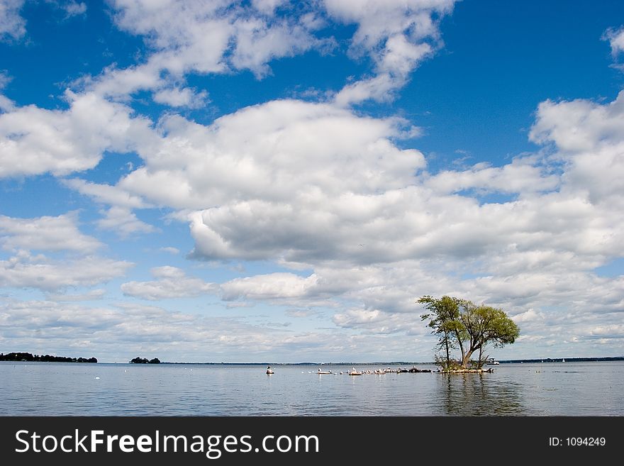 A group of trees growing on a small island in the lake