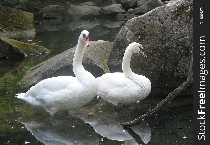 Swans And Stones