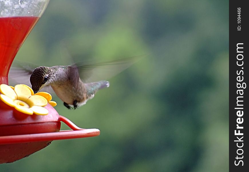 Hummingbird flying to feeder. Hummingbird flying to feeder