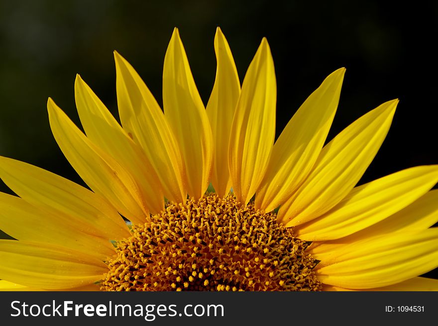 Half yellow sunflower. Half yellow sunflower