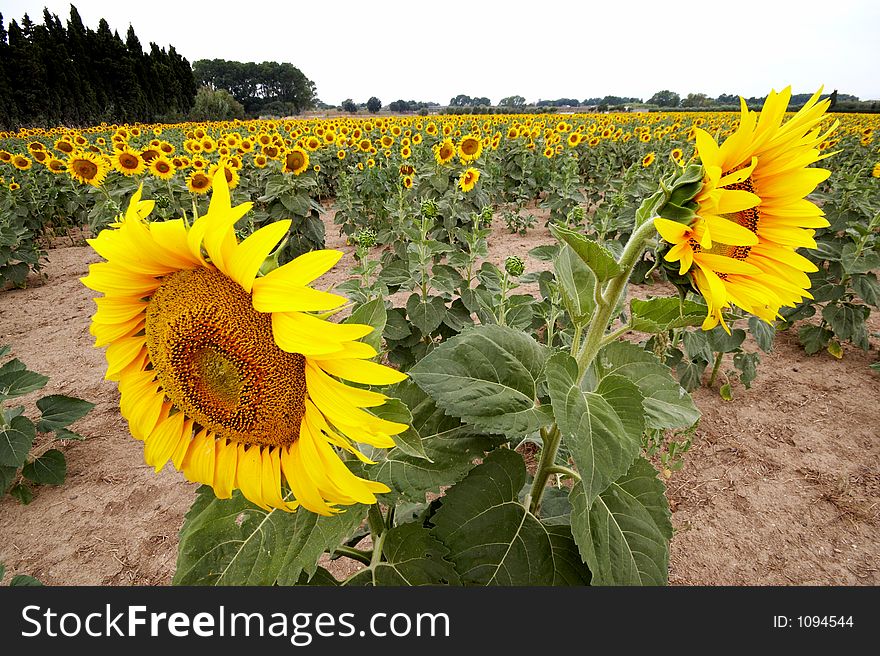 Sunflower Field