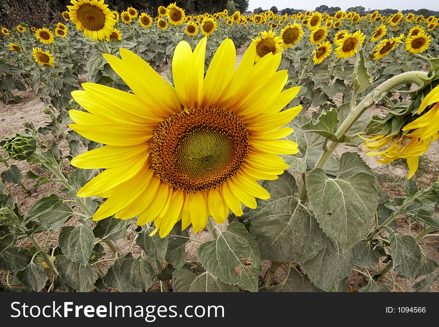 Sunflower field with two watchig opposite directions