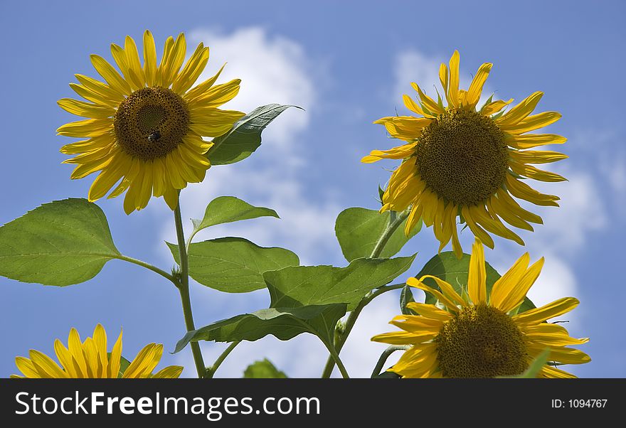 Sunflowers Against the Blue Sky. Sunflowers Against the Blue Sky