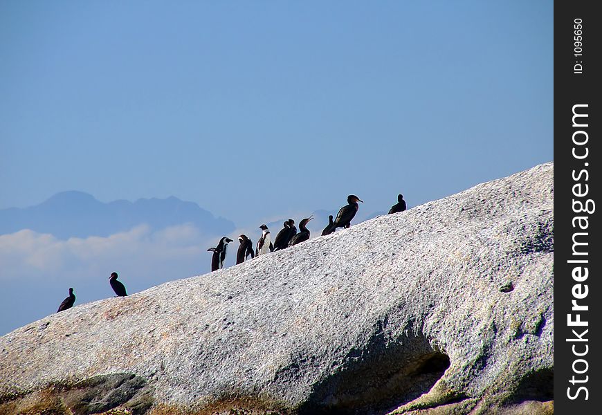 Jackass Penguins and Cormorants on a Granite Boulder. Jackass Penguins and Cormorants on a Granite Boulder
