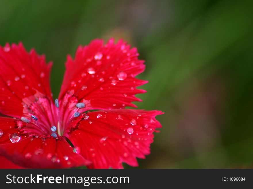 Red carnation in drops of a rain. Macro