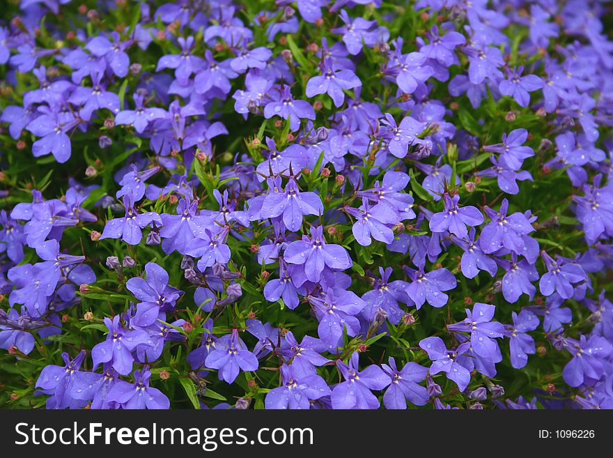 Violet flowers, bed