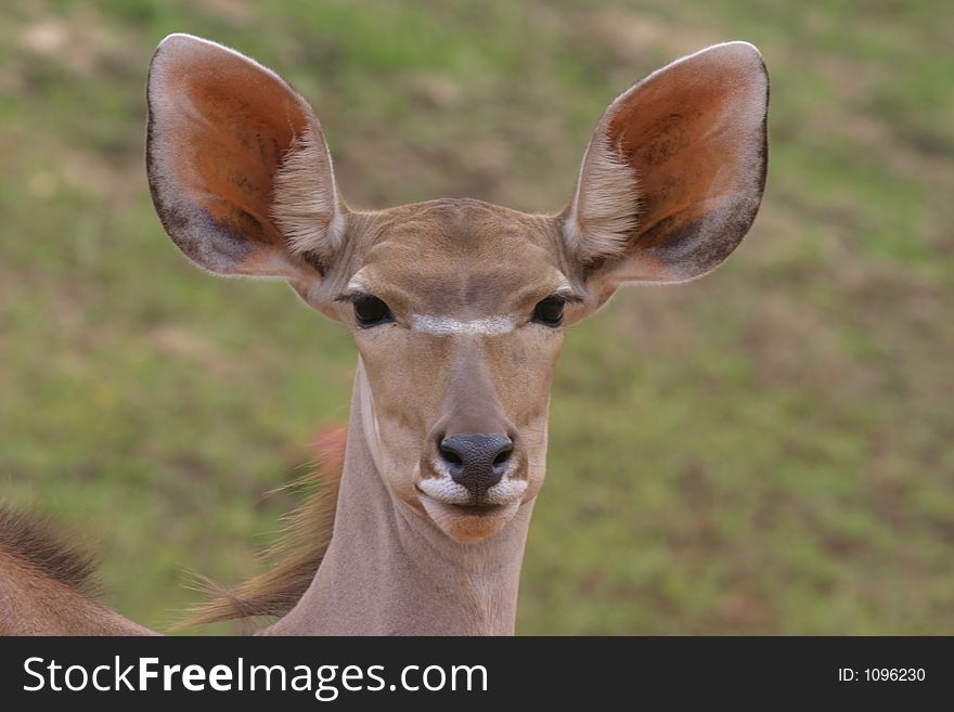 Closeup of a Kudu (Koedoe) antelope looking at the cam. Closeup of a Kudu (Koedoe) antelope looking at the cam