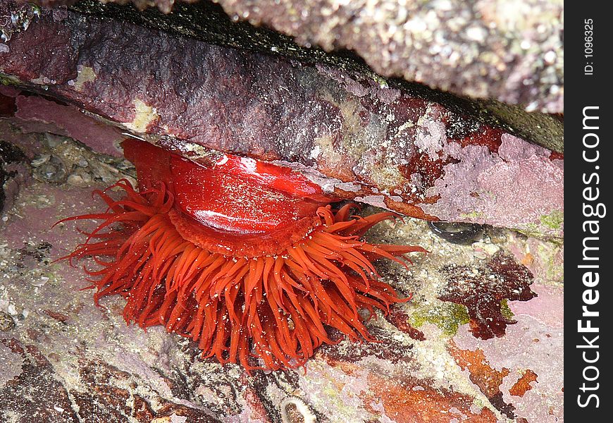 A Sea anemone in a rock pool, South Africa. A Sea anemone in a rock pool, South Africa