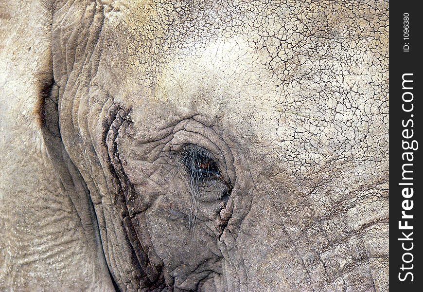 Closeup of an african Elephant's head and eye. Closeup of an african Elephant's head and eye