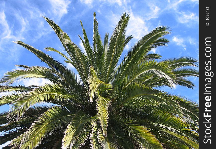 Landscape photo of top of palm tree. Landscape photo of top of palm tree.