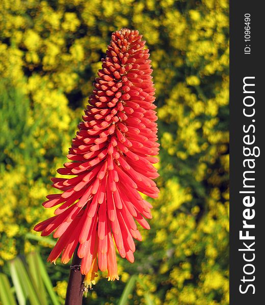 Portrait photo of aloe plant in flower. Portrait photo of aloe plant in flower.