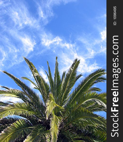 Portrait photo of top of palm tree. Portrait photo of top of palm tree.