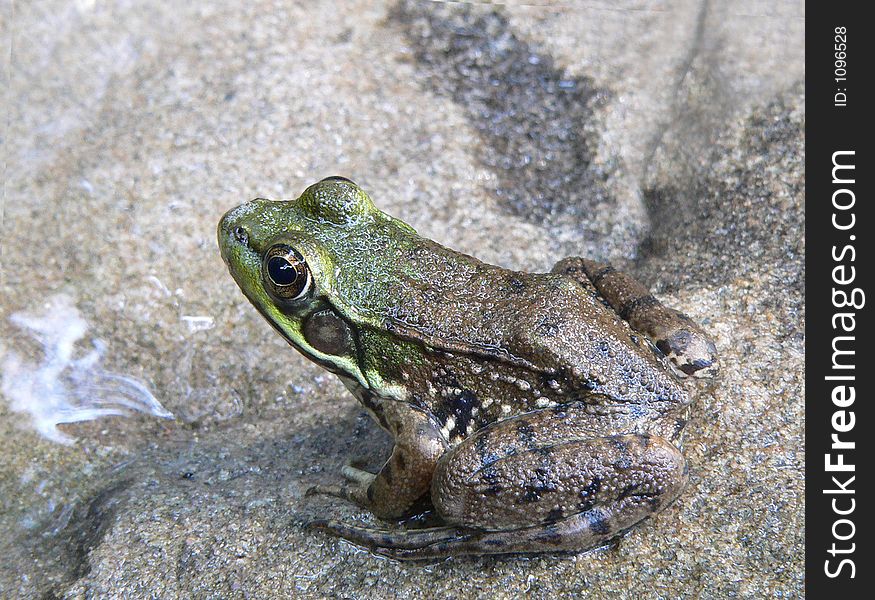 Little frog, sitting on a rock, basking in the sun at a pond n the Pocono mountains. Little frog, sitting on a rock, basking in the sun at a pond n the Pocono mountains.