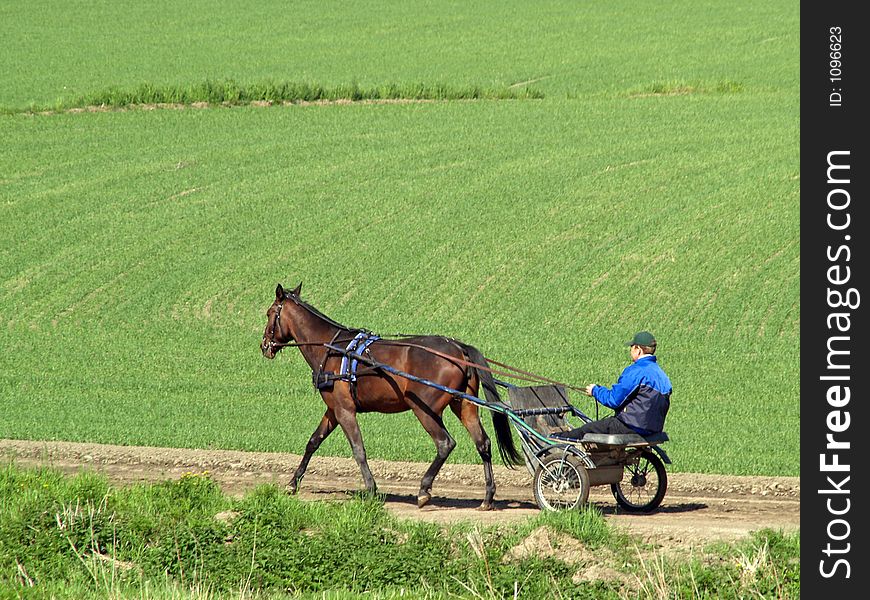 Race horse training in a field