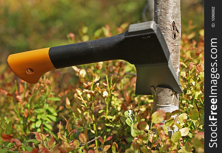 Small tourist hatchet cuts birch tree in a forest