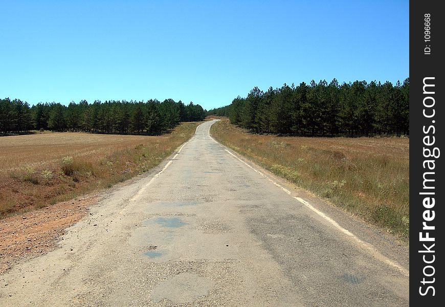 Road to the forest