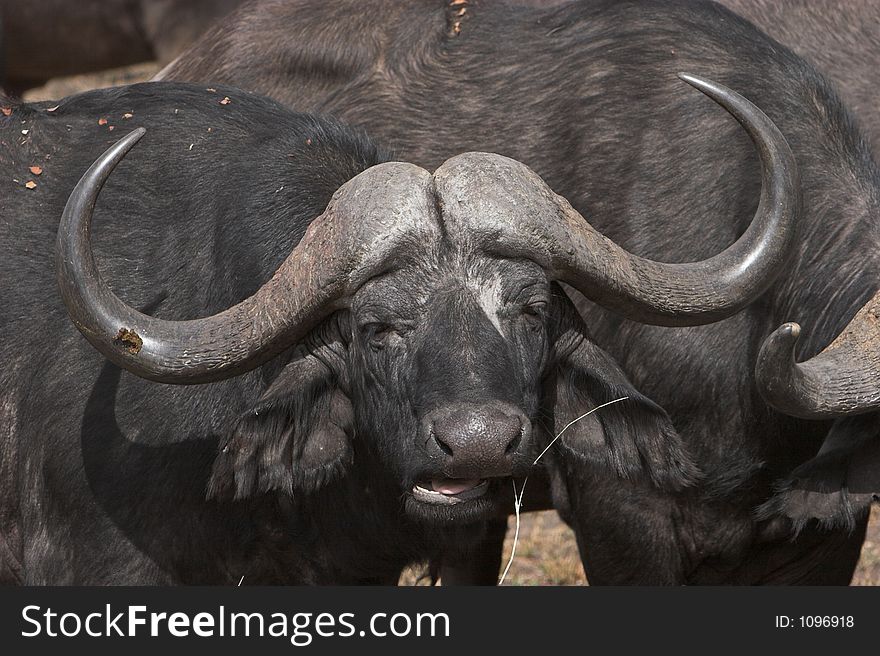 Cape buffalo, part of the big 5, chewing a piece of grass. Cape buffalo, part of the big 5, chewing a piece of grass