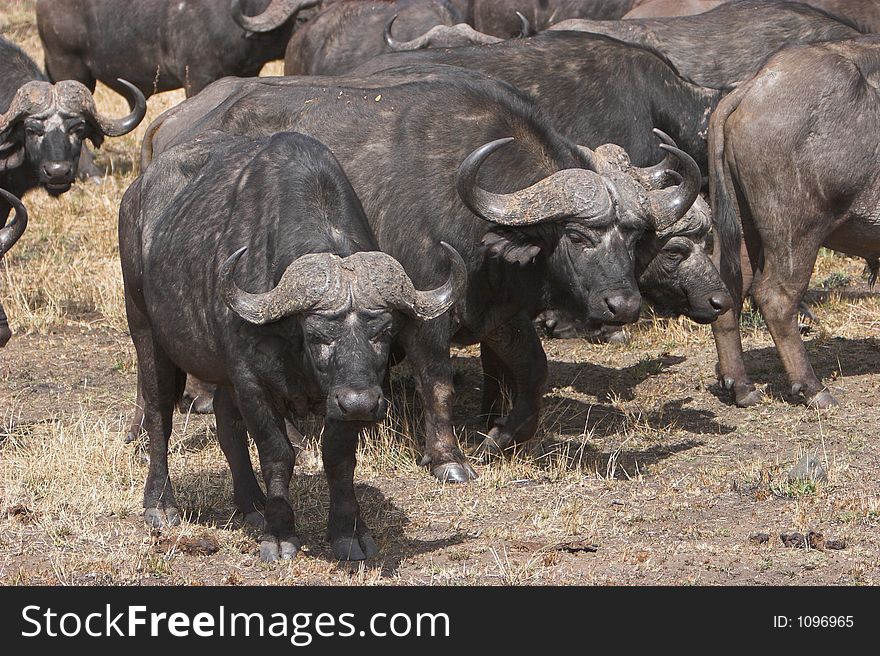 Buffalos grouping together for protection. Buffalos grouping together for protection