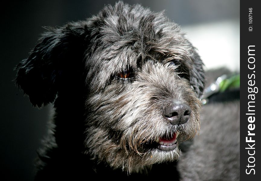 Portrait of Haired black dog. Portrait of Haired black dog