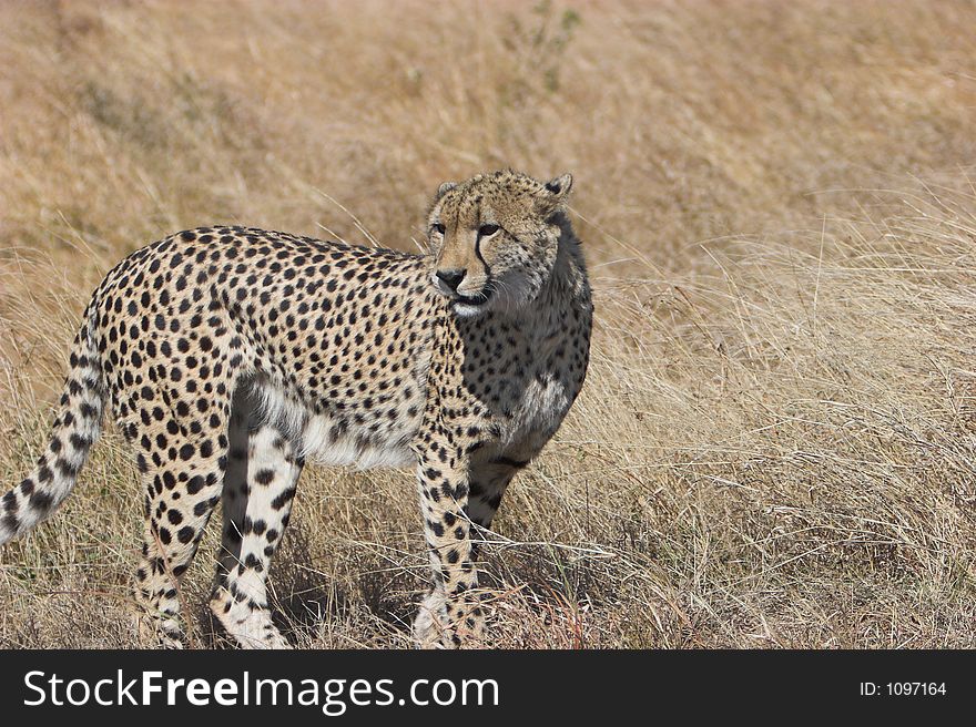 Cheetah watchful, looking around, Acinonyx jubatus;. Cheetah watchful, looking around, Acinonyx jubatus;