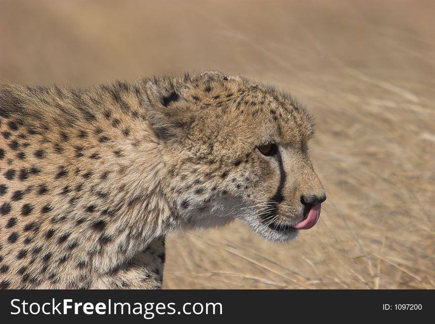 Close-up of cheetah licking its lips, Acinonyx jubatus. Close-up of cheetah licking its lips, Acinonyx jubatus