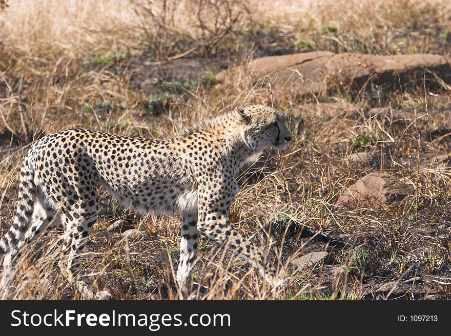 Cheeta stalking its prey , Acinonyx jubatus