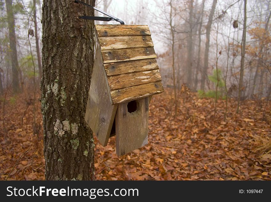 Bird feeder on tree