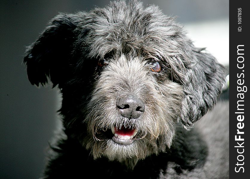 Haired black dog. Haired black dog