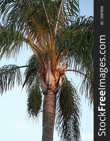 PALM TREE WITH SEED PODS
