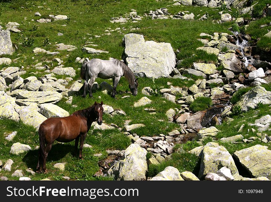 Horse group in the Retezat Mountains - Romania