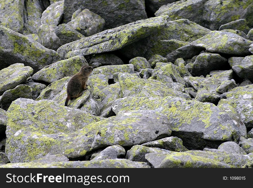 Wild marmot in Retezat Mountains - Romania. Wild marmot in Retezat Mountains - Romania