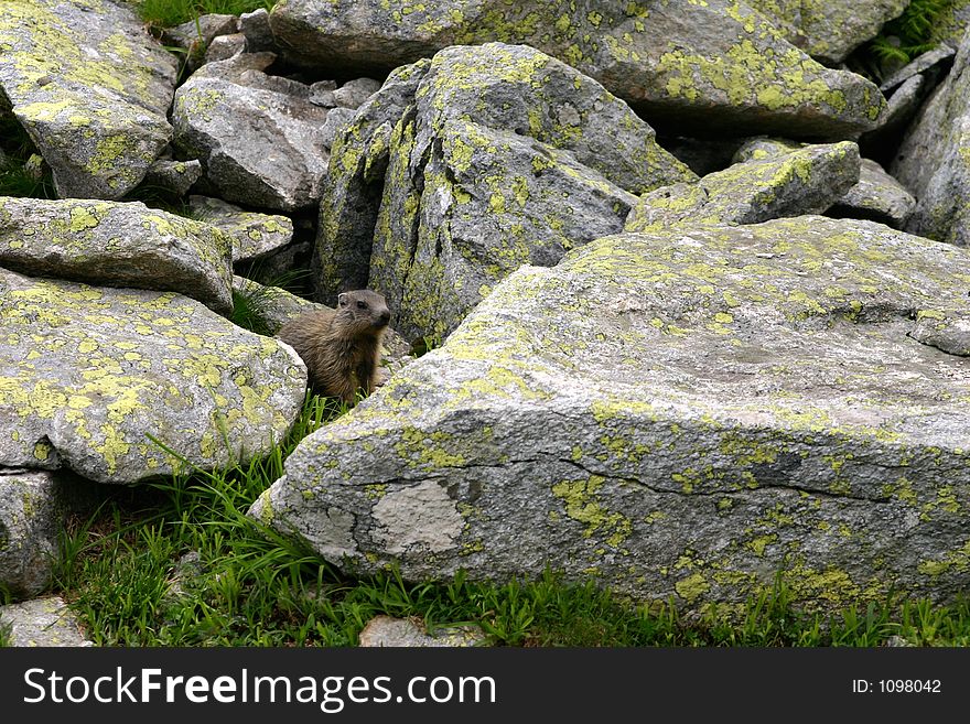 Marmot between rocks of Retezat Mountains - Romania