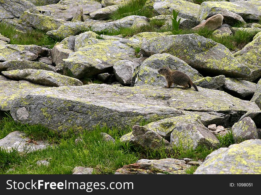 Wild marmot portrait in Retezat Mountains - Romania
