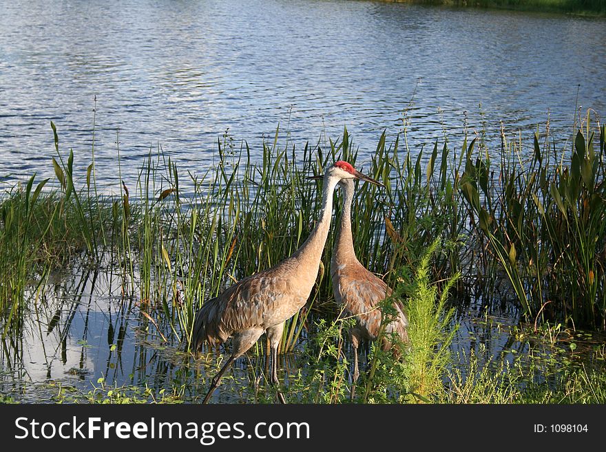 2 Sand hill Cranes at a lake