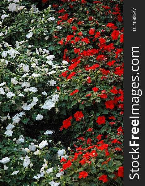 White and red flowers