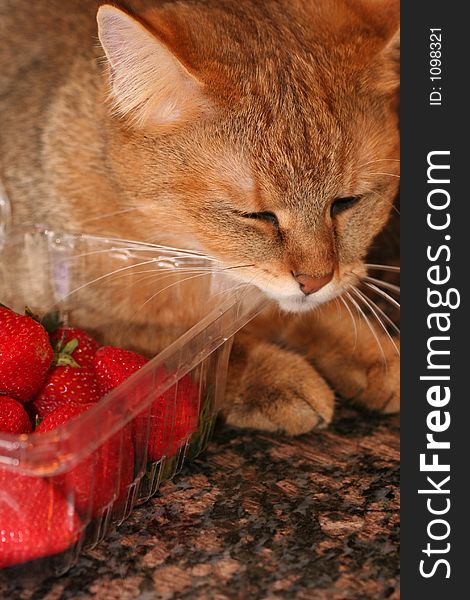 Cat rubbing on package of strawberries. Cat rubbing on package of strawberries