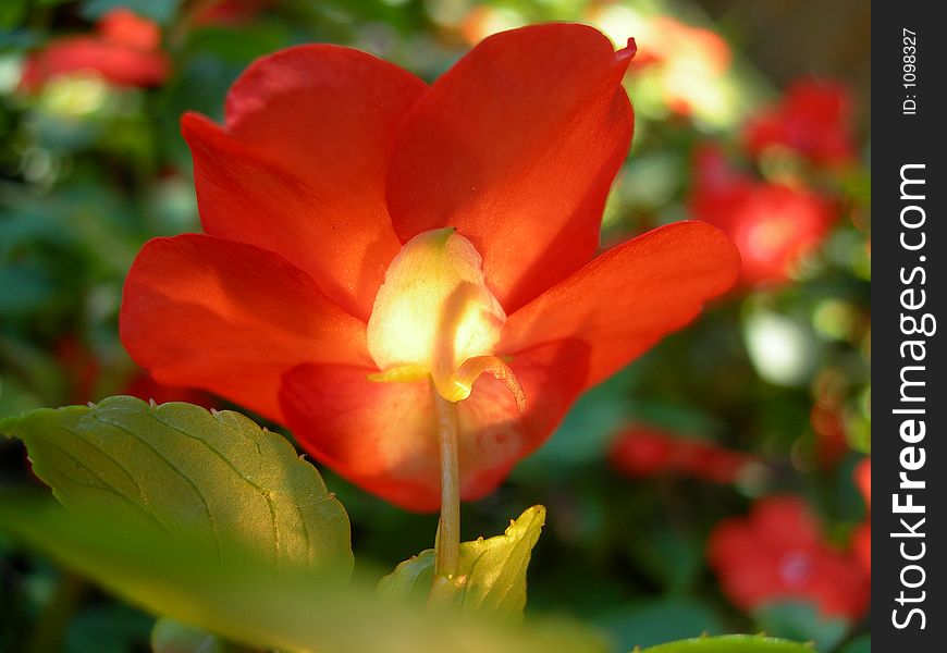 Light shining up through orange impatiens plant. Light shining up through orange impatiens plant.