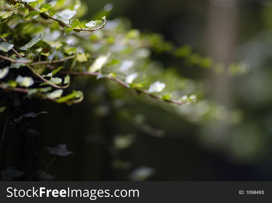 Ivy fronds hand in the air in shallow DOF. Ivy fronds hand in the air in shallow DOF