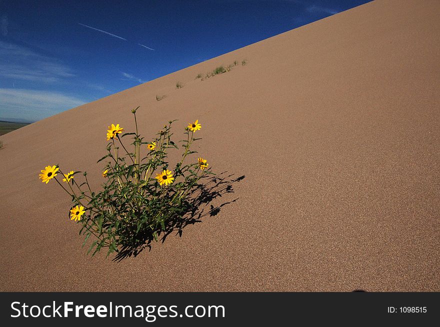 Wild sun flowers on the Great Sand Dunes, colorado. Wild sun flowers on the Great Sand Dunes, colorado