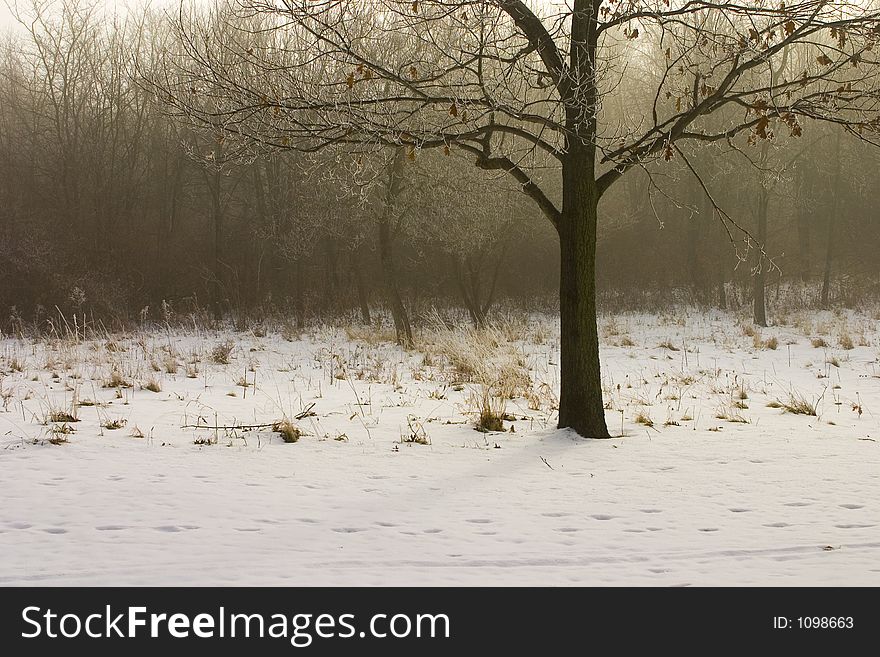 Winter Tree