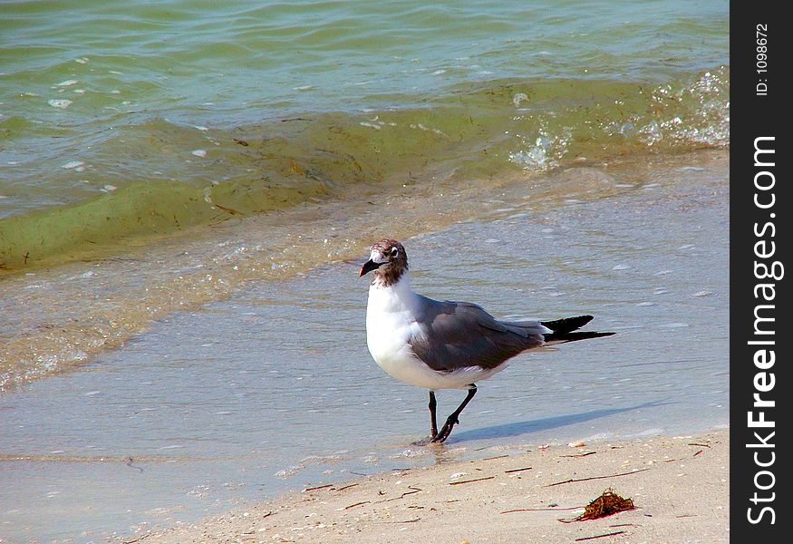 This seagull takes a quiet stroll along the beach. This seagull takes a quiet stroll along the beach.