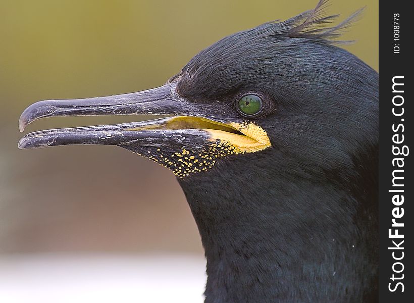 Profile of a shag