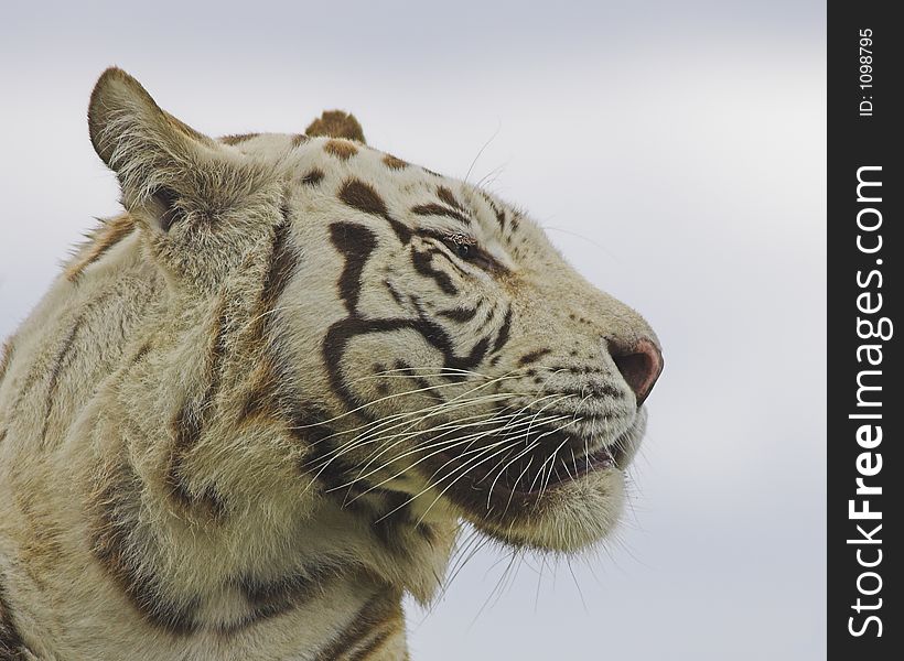 Headshot of a white tiger