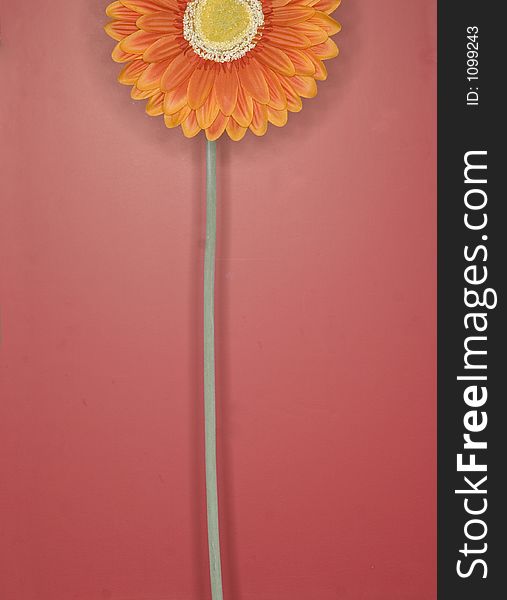 Orange flower against pink background. Orange flower against pink background